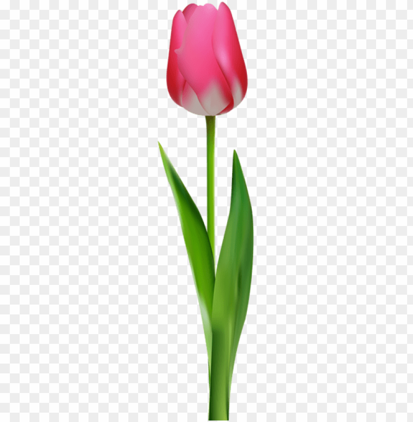 pink tulip transparent