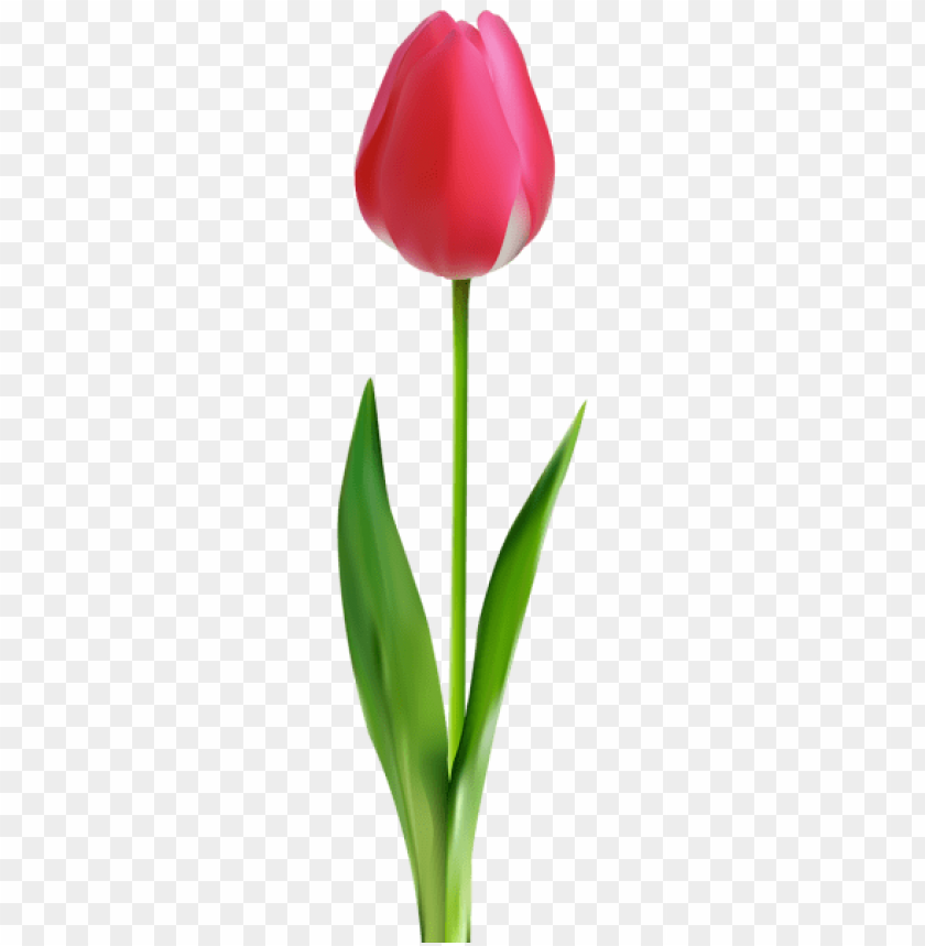 pink tulip transparent