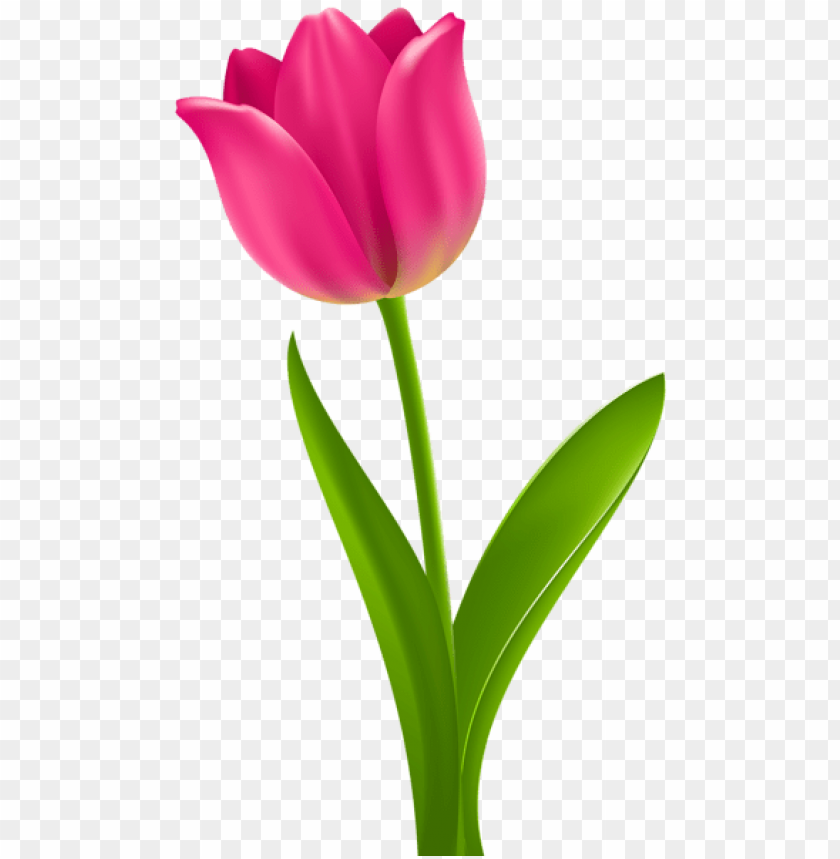 PNG image of pink tulip transparent with a clear background - Image ID 47370