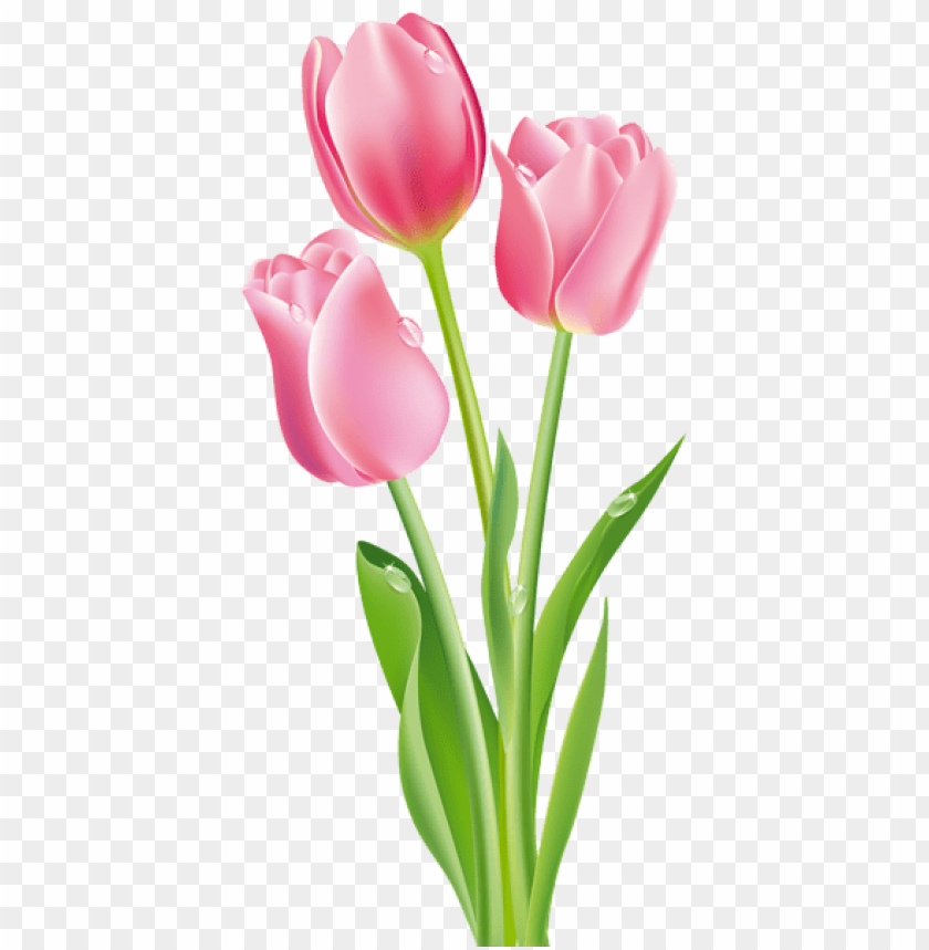 PNG image of pink tulips with a clear background - Image ID 44687