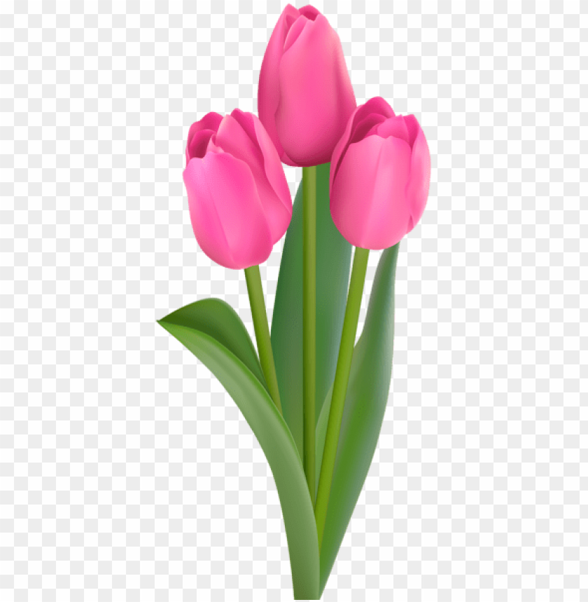pink tulips transparent