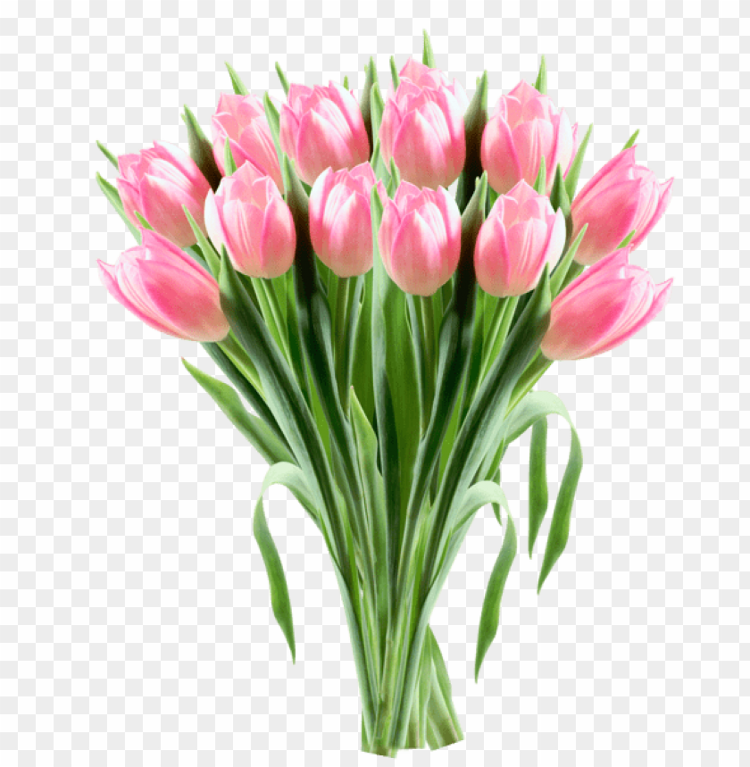 pink tulips transparentpicture