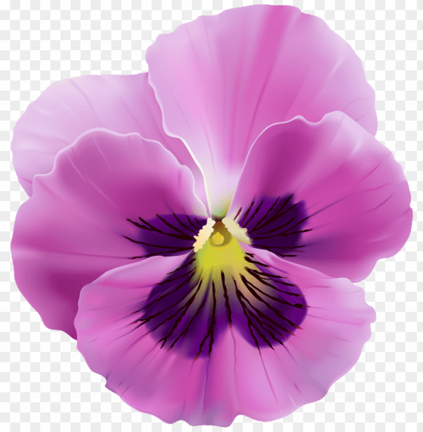 pink violet flower transparent