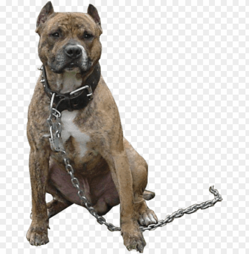 animals, dogs, pitbull chain, 