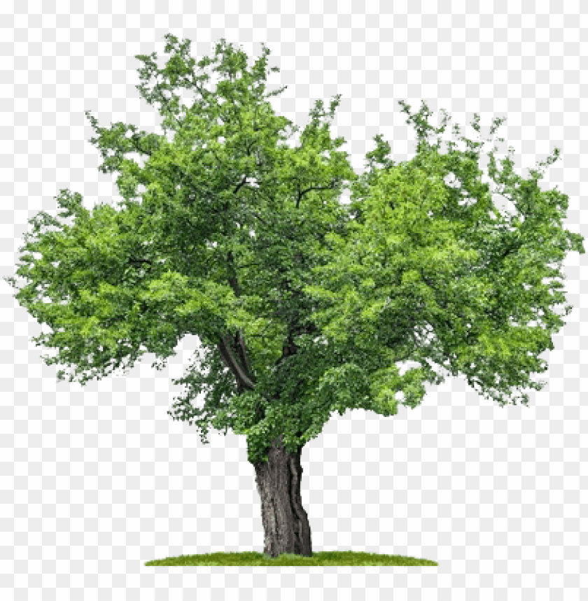 plan trees mulberry tree PNG transparent with Clear Background ID 228265