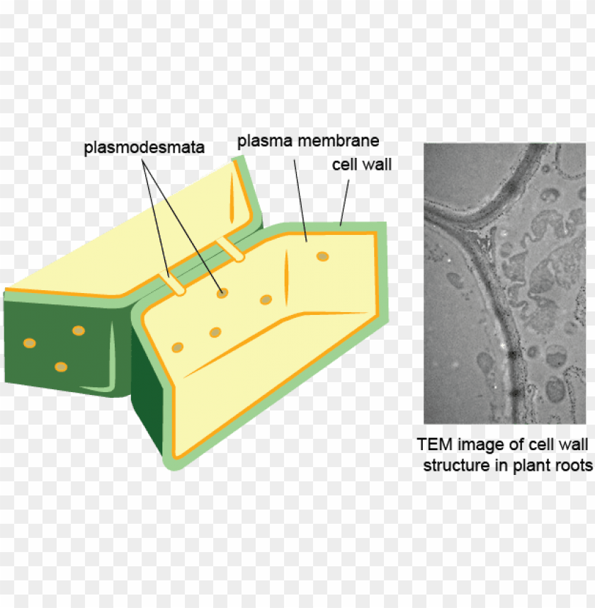 Связь между клетками растений. Клеточная стенка плазмодесмы. Строение плазмодесмы растительной клетки.