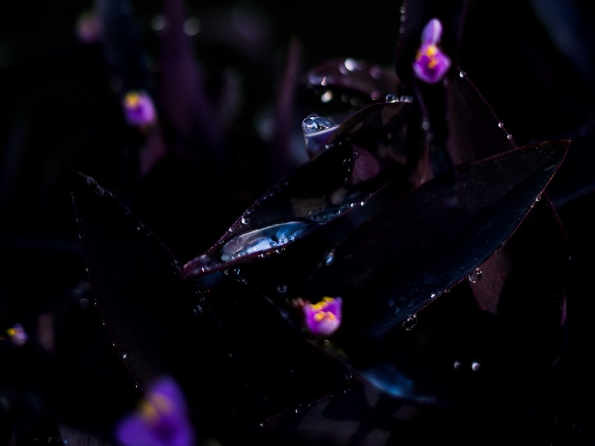 plant, drops, dark, wet, flowers