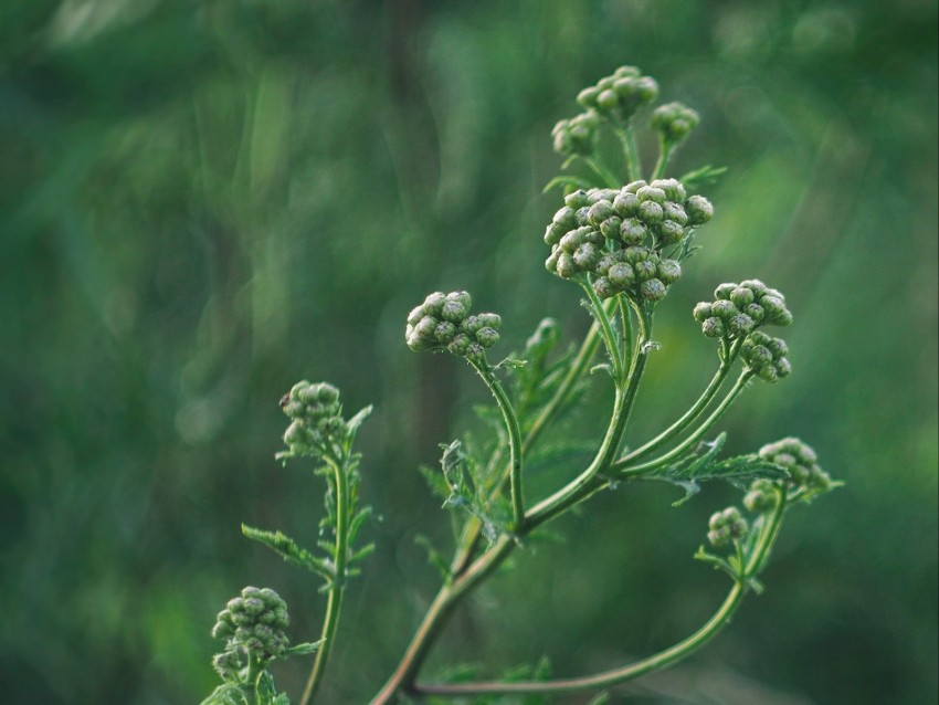plant, inflorescences, buds, green, macro
