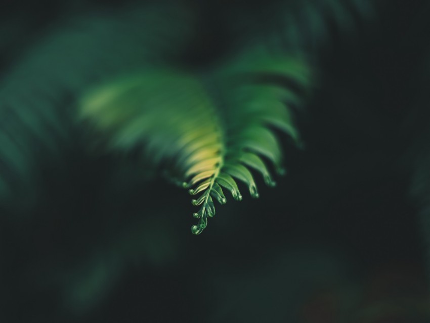 plant, leaf, carved, blur, green
