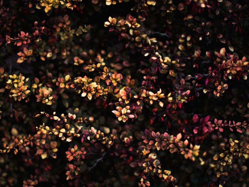 plant, leaves, branches, blur, spotted