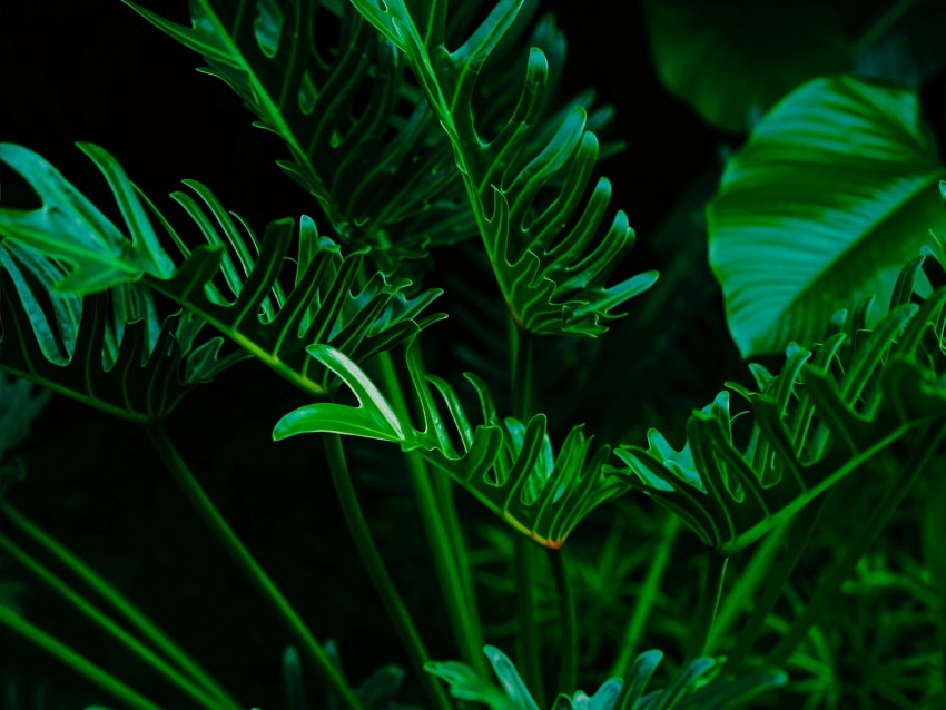 plant, leaves, green, exotic