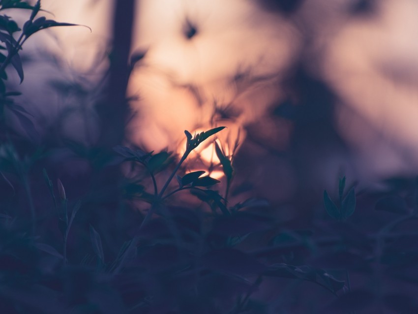 plant, leaves, macro, blur, sunset, branches