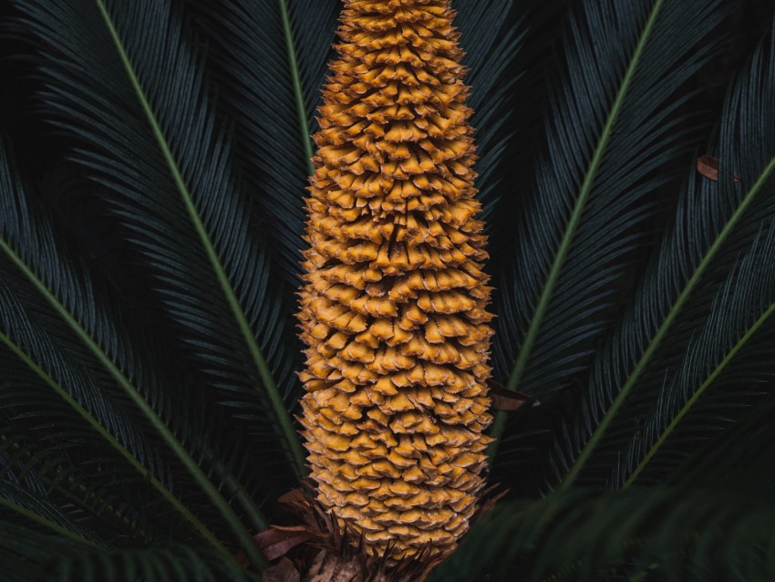 plant, palm, fruit, branches, exotic