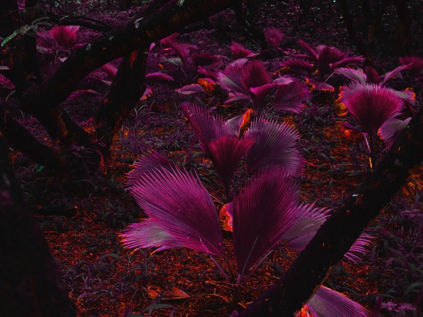 plant, purple, leaves, jungle, tropics