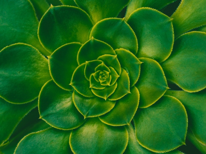 plant, succulent, green, leaves, symmetry