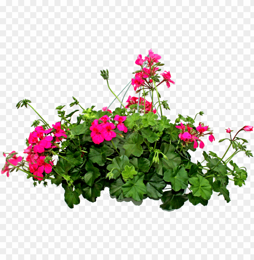 Plantas Sin Fondo PNG Image With Transparent Background