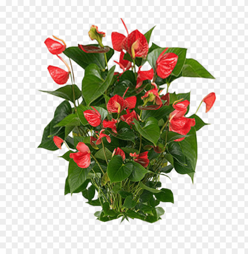 PNG image of plants with a clear background - Image ID 8879