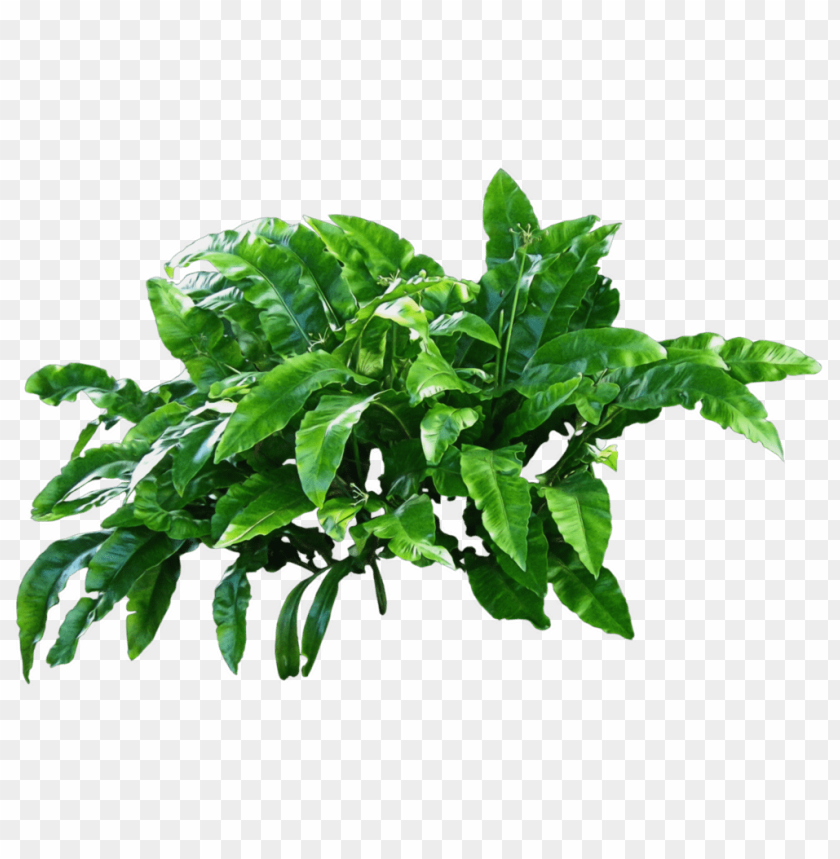 PNG image of plants with a clear background - Image ID 8884