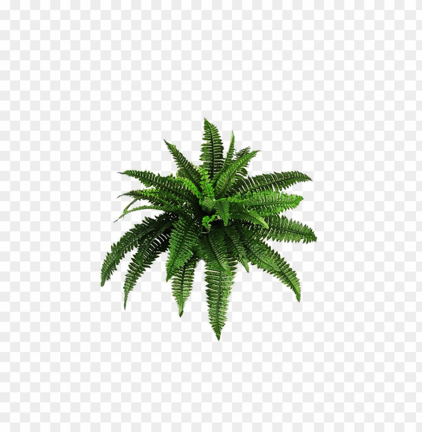 PNG image of plants with a clear background - Image ID 38788