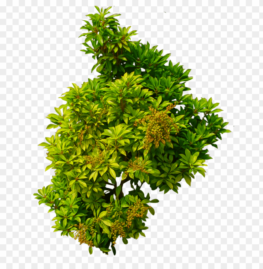 PNG image of plants with a clear background - Image ID 38791