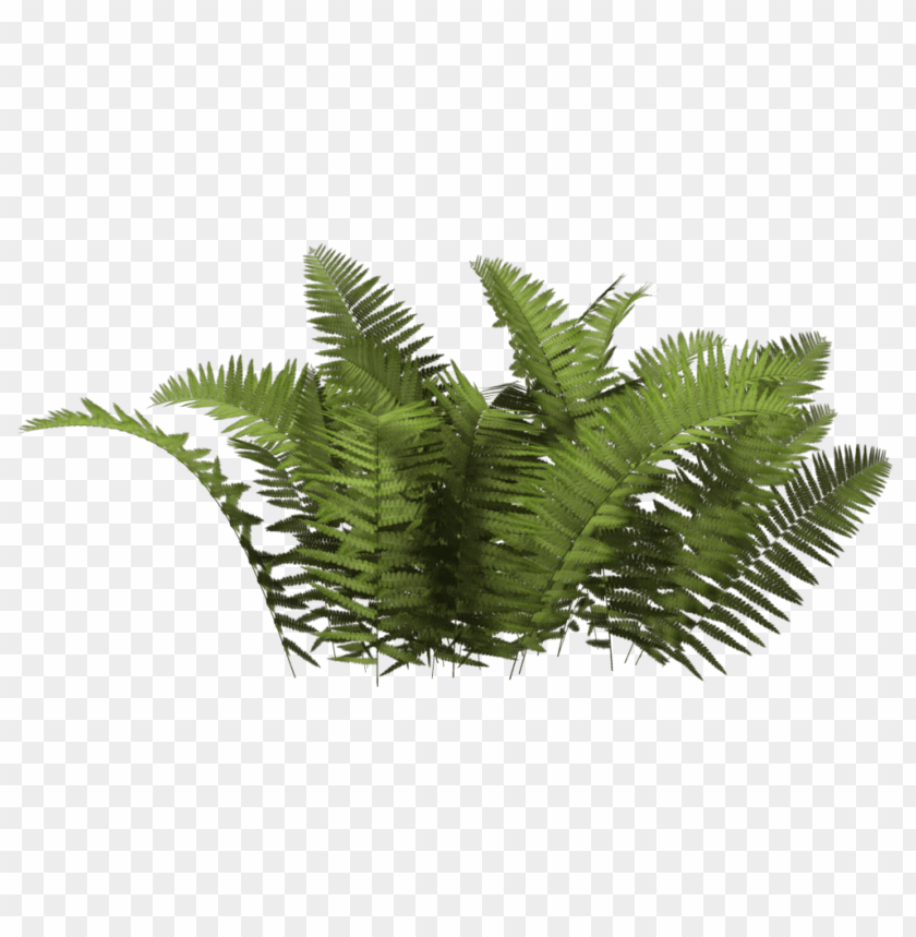 PNG image of plants with a clear background - Image ID 38793