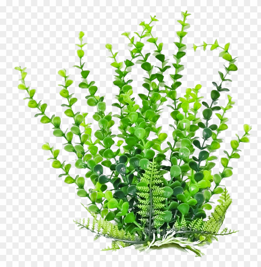 PNG image of plants with a clear background - Image ID 39286