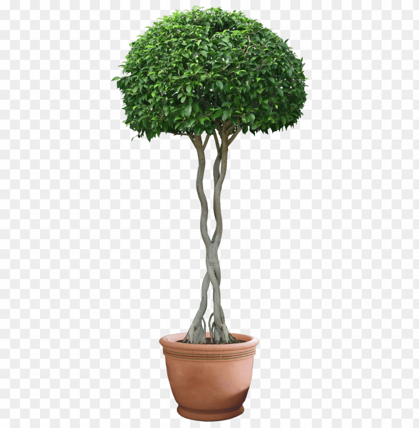 plants png pic,plants png,bush,plants,hd plant pot, bonsai, decoration