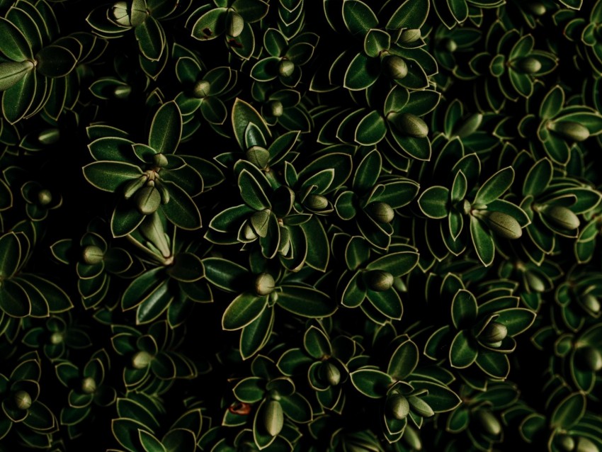 plants, leaves, green, dark, closeup