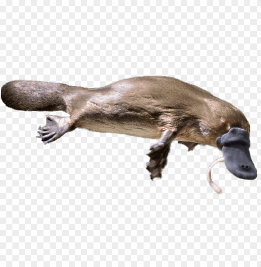 free PNG Download platypus eating a worm png images background PNG images transparent