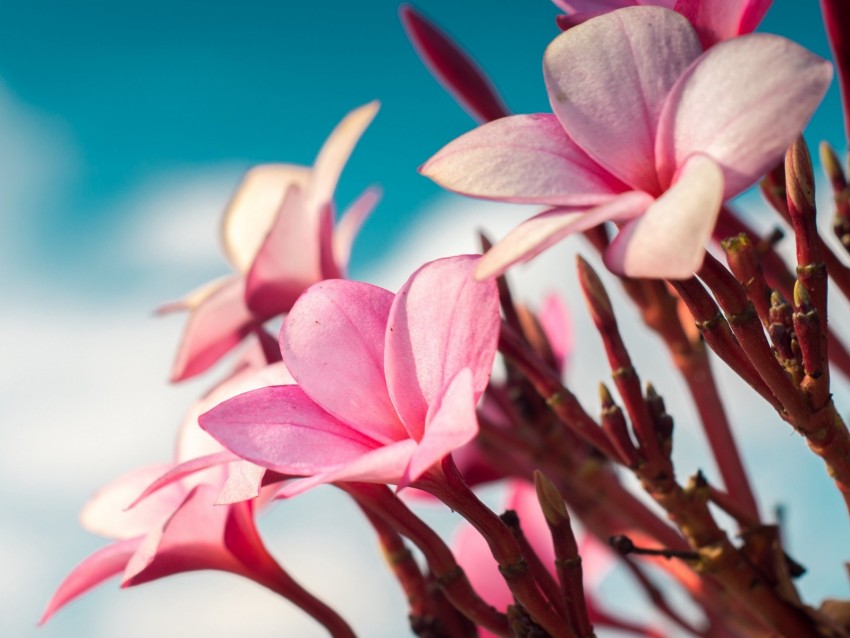 plumeria, flowers, pink, macro