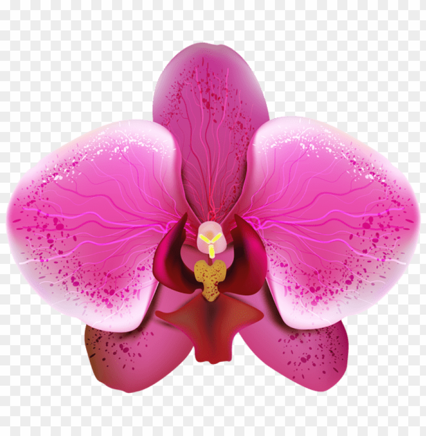 pnk orchid transparent