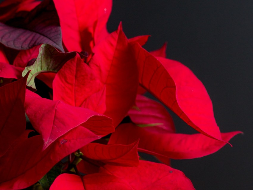 poinsettia, plant, leaves, red, bright, exotic