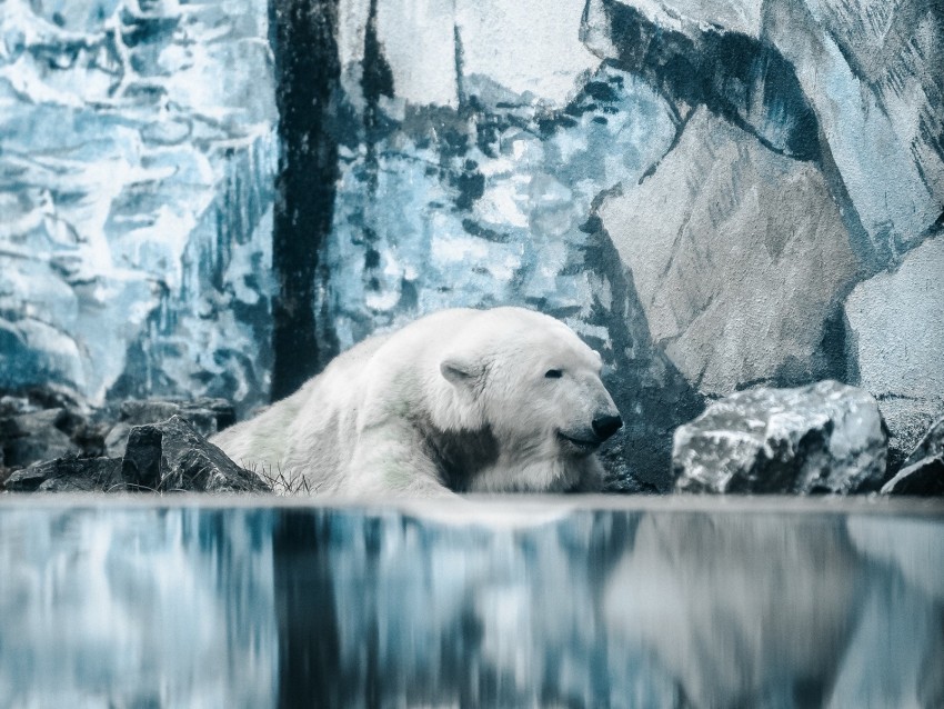polar bear, bear, water background@toppng.com