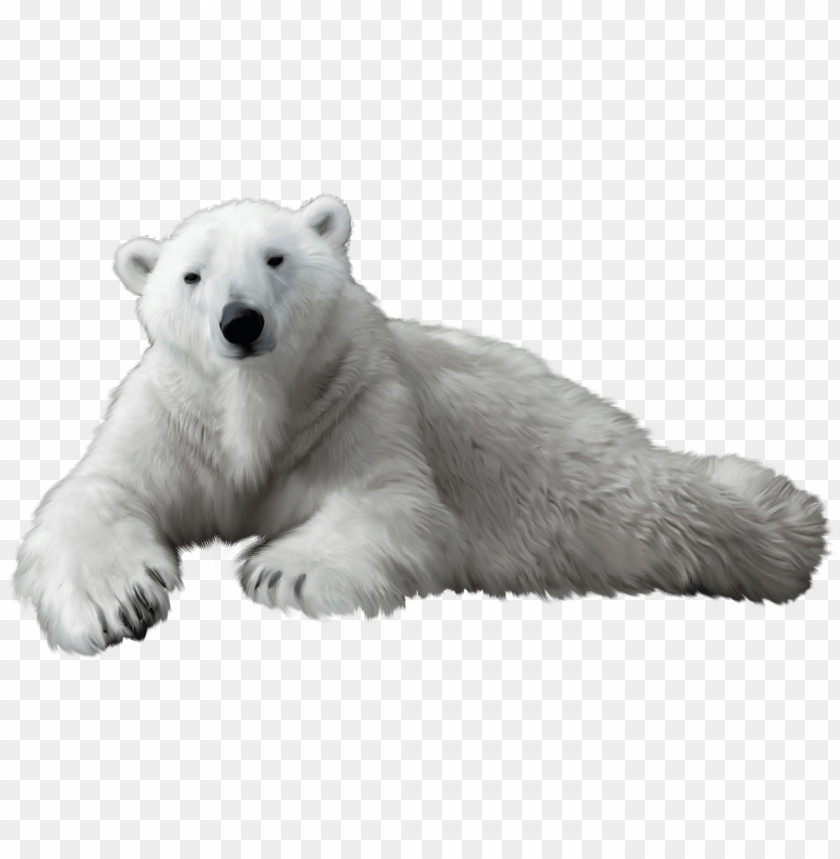 bear, polar