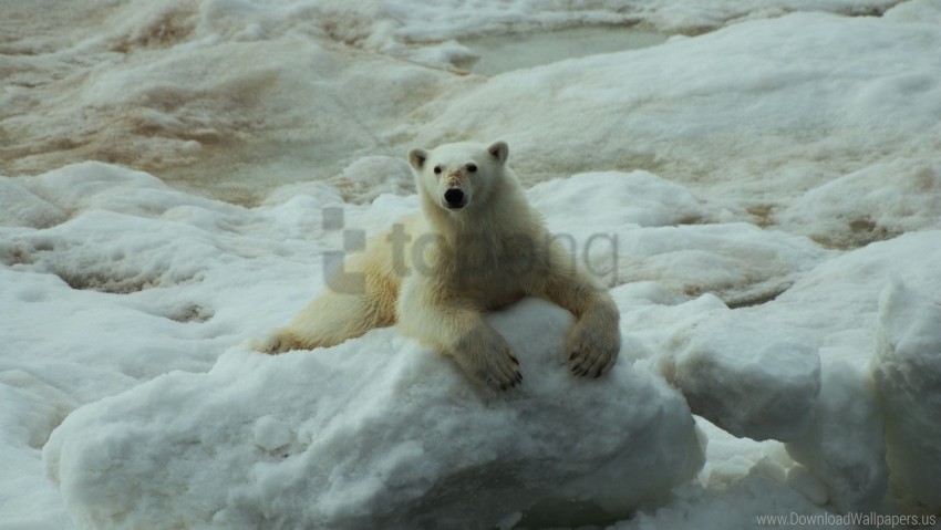 polar bear sit snow wallpaper background best stock photos - Image ID 148677
