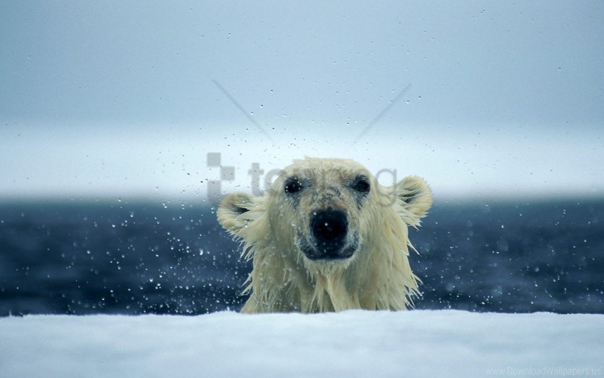 free PNG polar bear, snow, water, wet wallpaper background best stock photos PNG images transparent