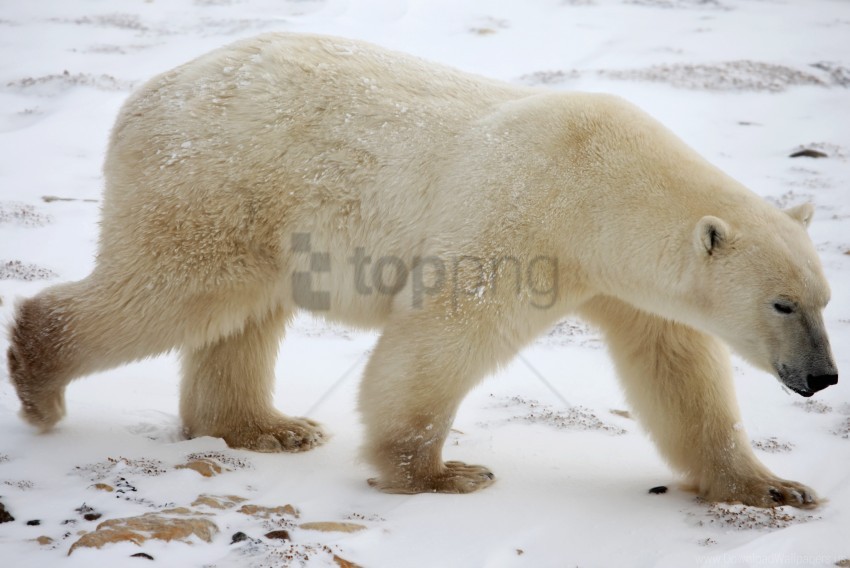 polar bear, snow, winter wallpaper background best stock photos@toppng.com