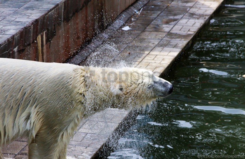 polar bear spray water wallpaper background best stock photos - Image ID 160516