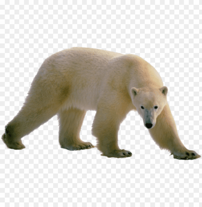 animals, bears, polar bear walking, 