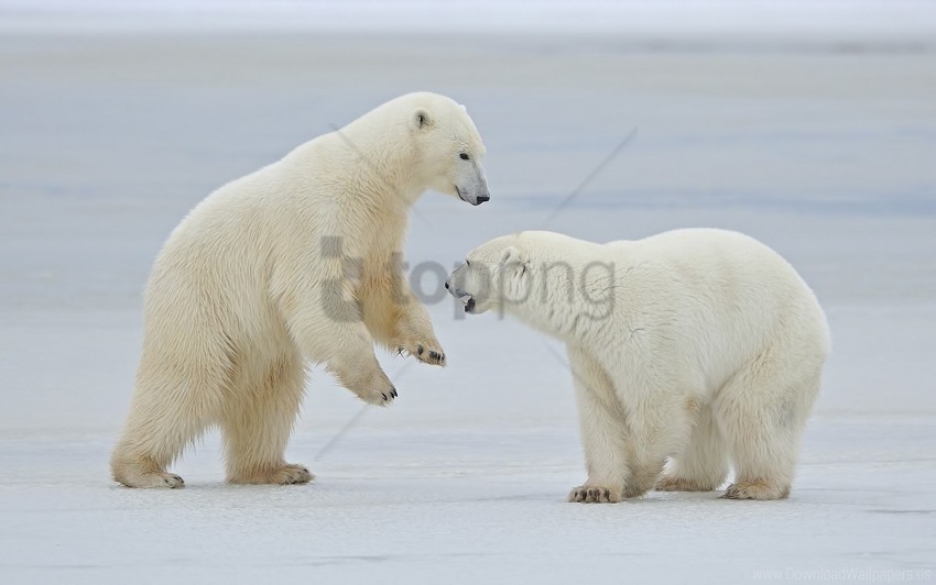 Polar Bears Snow Steam Walk Wallpaper Background Best Stock Photos