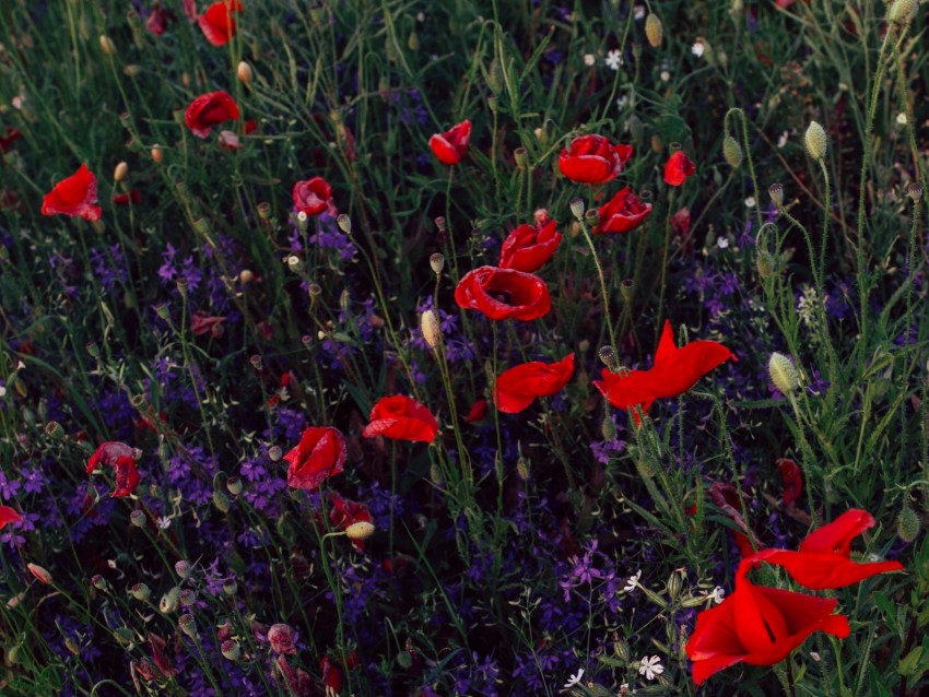 poppies, consolida, flowers, field, wild