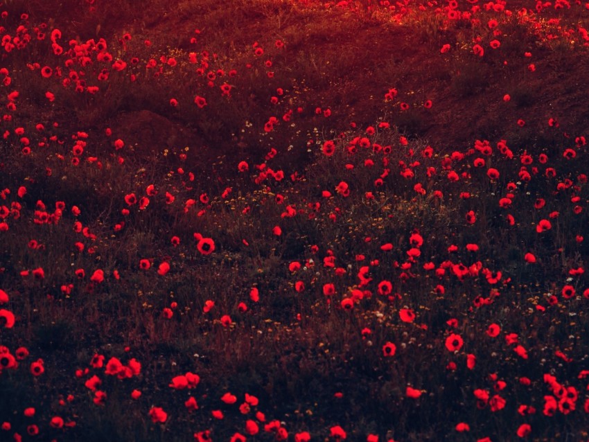 poppies, flowers, field, red, bloom