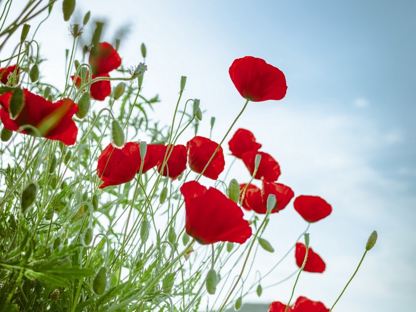 poppies, flowers, red, plant, bloom