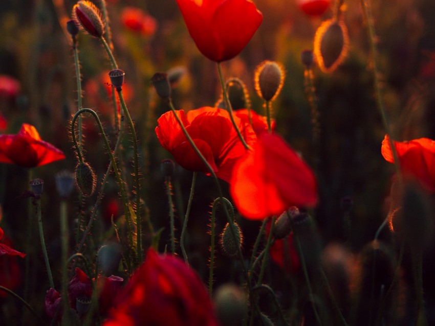 poppies, red, flowers, field, sunset