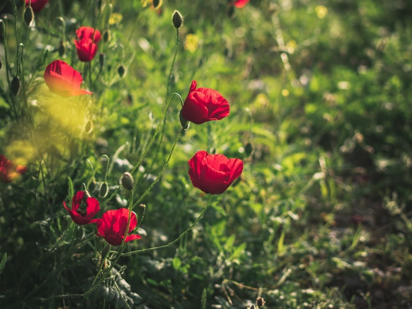 poppies, red, flowers, plant, bloom