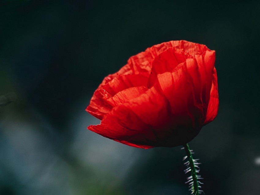 poppy, flower, bud, red, blur, stem