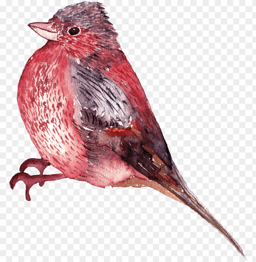 watercolor circle, phoenix bird, twitter bird logo, watercolor brush strokes, big bird, about us