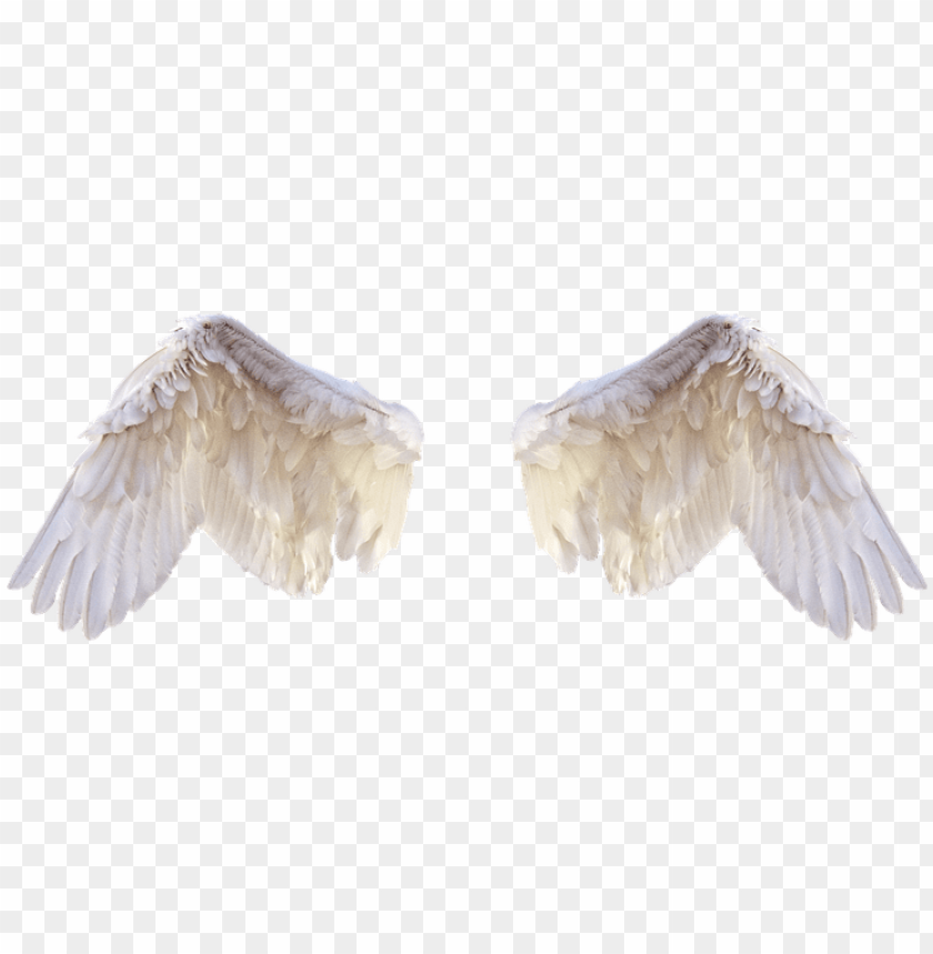 bird wings, chicken wings, angel wings, angel wings clipart, butterfly wings, black angel wings