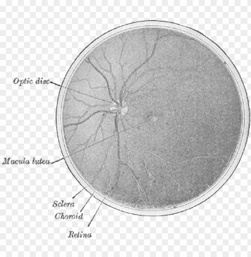 eye clipart, half circle, eye glasses, eye patch, half moon, illuminati eye