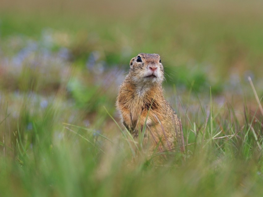 prairie dog, animal, grass, blur, wildlife